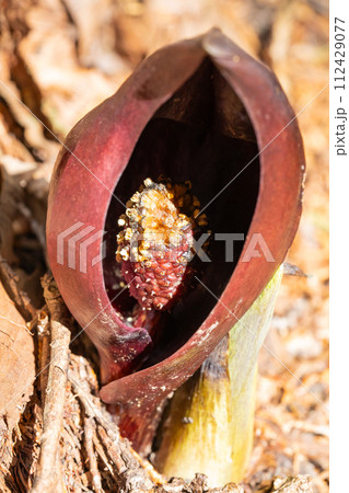 ザゼンソウ(玉宮ざぜん草公園) ザゼンソウ(玉宮ざぜん草公園) 112429077