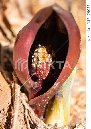 ザゼンソウ（玉宮ざぜん草公園） 112429078