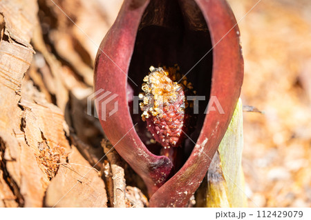 ザゼンソウ（玉宮ざぜん草公園） 112429079