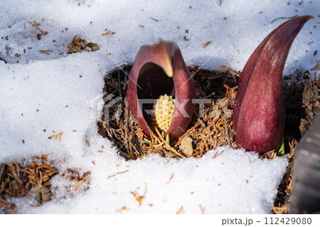 ザゼンソウ（玉宮ざぜん草公園） 112429080