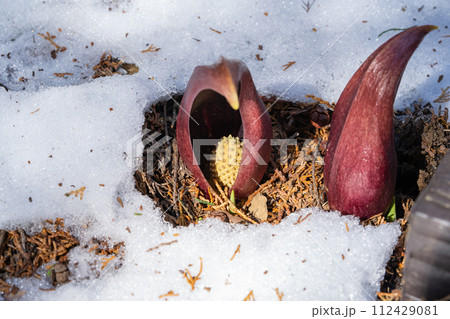 ザゼンソウ（玉宮ざぜん草公園） 112429081