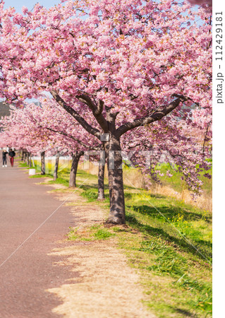 春の西古瀬川、満開の河津桜〈愛知県豊川市〉 春の西古瀬川、満開の河津桜〈愛知県豊川市〉 112429181