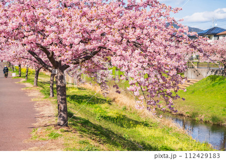 春の西古瀬川、満開の河津桜〈愛知県豊川市〉 春の西古瀬川、満開の河津桜〈愛知県豊川市〉 112429183