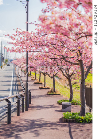 春の西古瀬川、満開の河津桜〈愛知県豊川市〉 春の西古瀬川、満開の河津桜〈愛知県豊川市〉 112429184