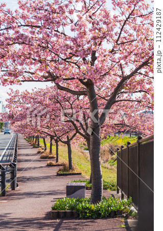 春の西古瀬川、満開の河津桜〈愛知県豊川市〉 春の西古瀬川、満開の河津桜〈愛知県豊川市〉 112429187
