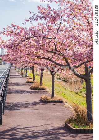 春の西古瀬川、満開の河津桜〈愛知県豊川市〉 112429189