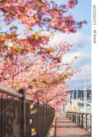 春の西古瀬川、満開の河津桜〈愛知県豊川市〉 春の西古瀬川、満開の河津桜〈愛知県豊川市〉 112429195