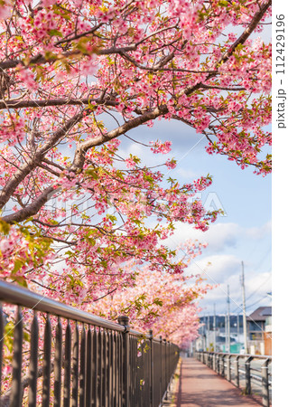 春の西古瀬川、満開の河津桜〈愛知県豊川市〉 112429196