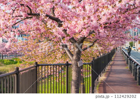 春の西古瀬川、満開の河津桜〈愛知県豊川市〉 112429202