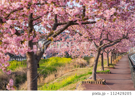 春の西古瀬川、満開の河津桜〈愛知県豊川市〉 春の西古瀬川、満開の河津桜〈愛知県豊川市〉 112429205