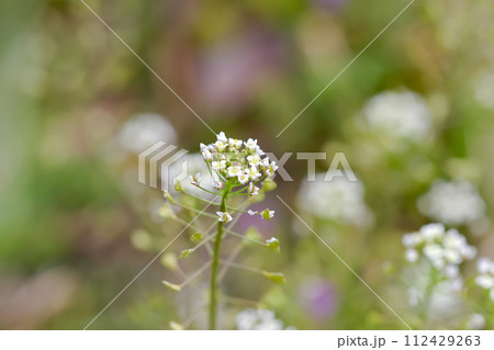 ぺんぺん草 ぺんぺん草 112429263