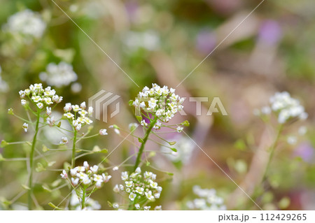 ぺんぺん草 112429265