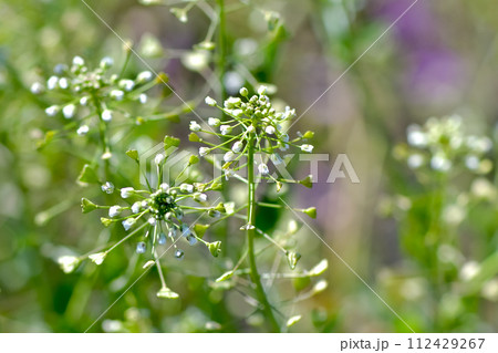 ぺんぺん草 ぺんぺん草 112429267