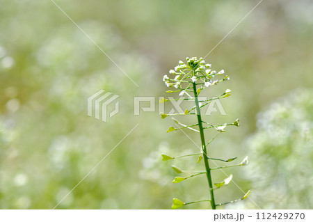 ぺんぺん草 112429270