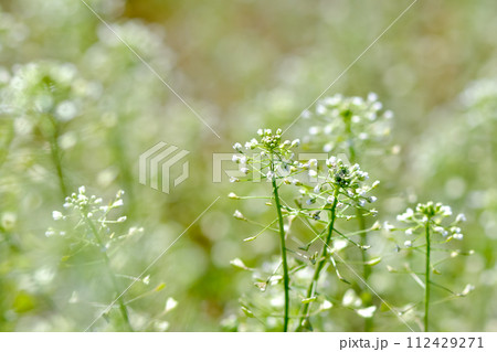 ぺんぺん草 112429271