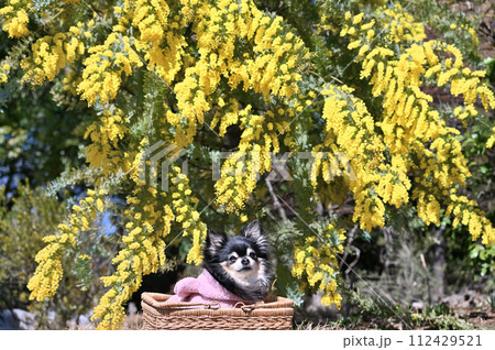 ミモザとロングコートチワワ　アカシア 112429521