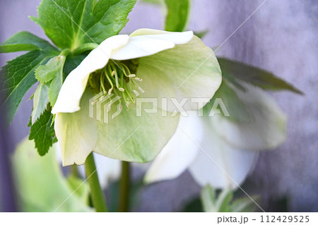 クリスマスローズ 112429525