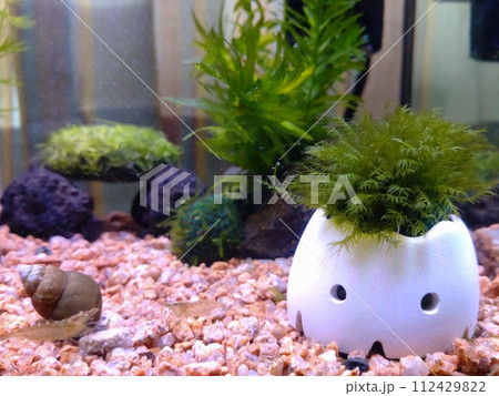水草とエビとタニシ 112429822