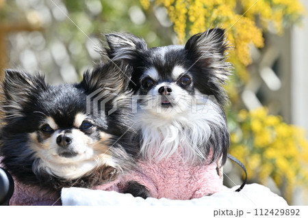2匹の仲良しチワワと元気なビタミンカラーのミモザの花　アカシア　春素材 112429892