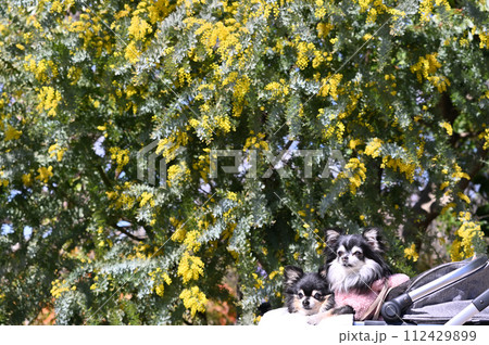 2匹の仲良しチワワと元気なビタミンカラーのミモザの花　アカシア　春素材 112429899