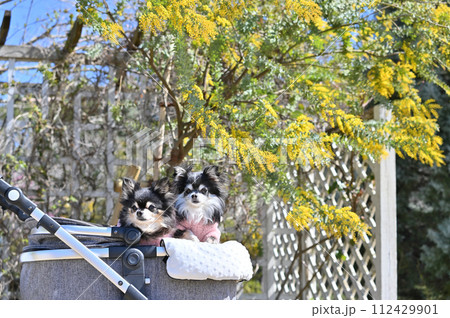 2匹の仲良しチワワと元気なビタミンカラーのミモザの花　アカシア　春素材 112429901