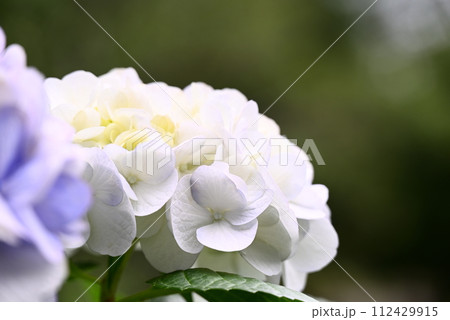 白い紫陽花 112429915