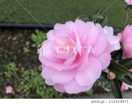 ピンクのさざんか 112429971