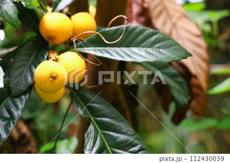 ビワの実が沢山熟す 112430039