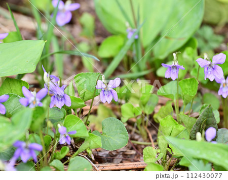 タチツボスミレ タチツボスミレ 112430077