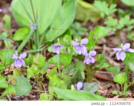 タチツボスミレ タチツボスミレ 112430078