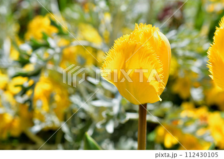 パリ、フランス。トロカデロ広場に咲いている黄色いチューリップ。2023年4月9日撮影。 112430105