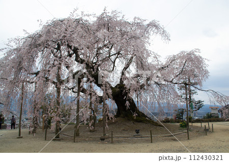 一本桜 一本桜 112430321