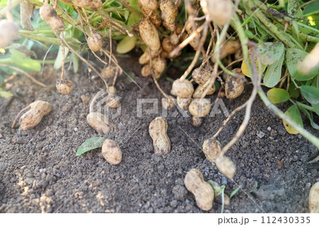 畑で収穫された落花生 112430335
