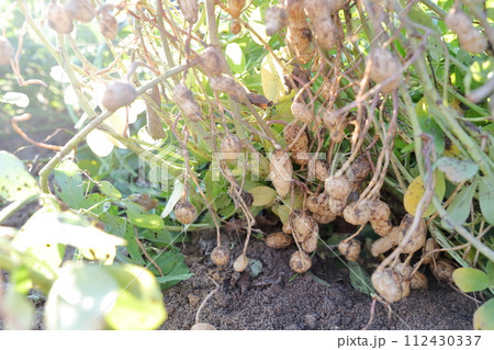 畑で収穫された落花生 畑で収穫された落花生 112430337