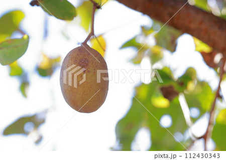 アケビの実　栄養価の高い健康食品 112430343