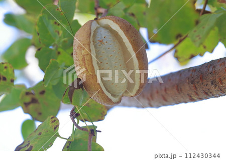 アケビの実　栄養価の高い健康食品 112430344