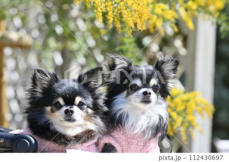 2匹の仲良しチワワと元気なビタミンカラーのミモザの花 アカシア 春素材 2匹の仲良しチワワと元気なビタミンカラーのミモザの花 アカシア 春素材 112430697