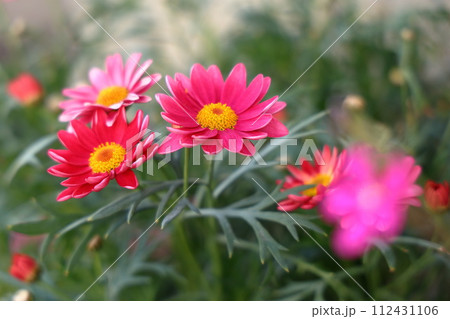 赤いデイジーの花 112431106