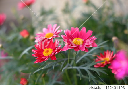 赤いデイジーの花 赤いデイジーの花 112431108