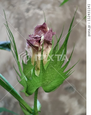 枯れ 枯れた 立ち枯れ 112431141