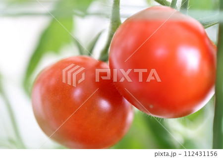 赤く色づくミニトマト家庭菜園 リビングルーム 赤く色づくミニトマト家庭菜園 リビングルーム 112431156