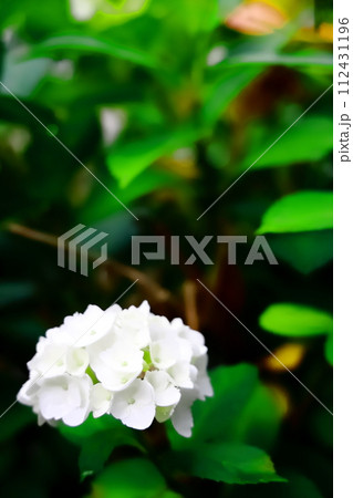 白い紫陽花 白い紫陽花 112431196