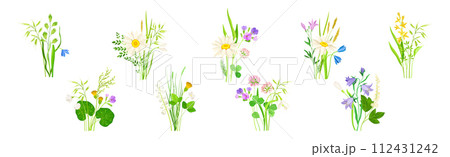 Wildflower Composition with Meadow Plants and Flora Vector Set Wildflower Composition with Meadow Plants and Flora Vector Set 112431242