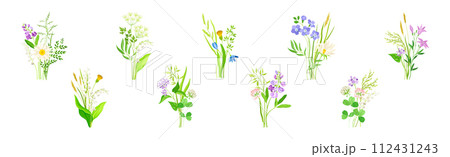 Wildflower Composition with Meadow Plants and Flora Vector Set Wildflower Composition with Meadow Plants and Flora Vector Set 112431243
