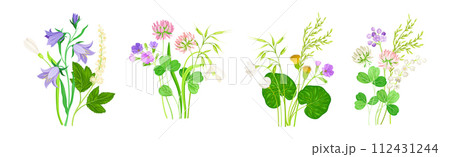Wildflower Composition with Meadow Plants and Flora Vector Set Wildflower Composition with Meadow Plants and Flora Vector Set 112431244