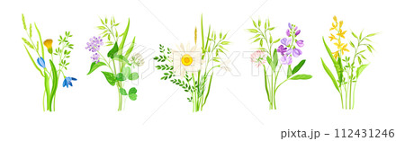 Wildflower Composition with Meadow Plants and Flora Vector Set Wildflower Composition with Meadow Plants and Flora Vector Set 112431246
