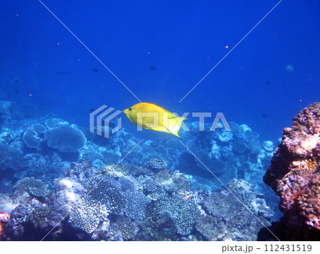 真謝ビーチのリーフエッジを泳ぐギチベラ雌 真謝ビーチのリーフエッジを泳ぐギチベラ雌 112431519