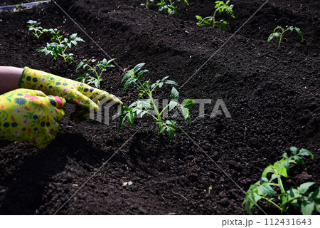 a woman's hands in gloves are transplanting seedlings of cucumbers, tomatoes from a pot into the ground, spring work in the garden, the concept of eco-products a woman's hands in gloves are transplanting seedlings of cucumbers, tomatoes from a pot into the ground, spring work in the garden, the concept of eco-products 112431643