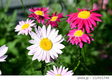 panoramic floral background with place for text. beautiful chamomile flower on a dark background close-up. summer mood in the setting sun. 112431740