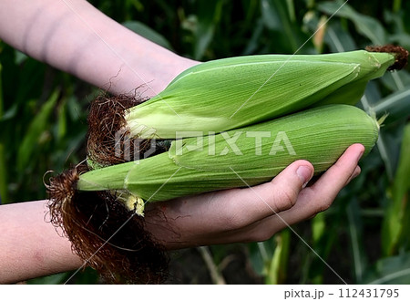 Close-up of green husked ear of corn in field Close-up of green husked ear of corn in field 112431795